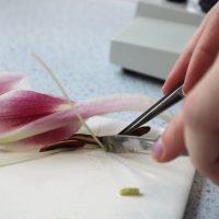 Flower dissection (7)